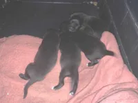 Cachorro raça SRD-ViraLata idade Abaixo de 2 meses nome Manuel