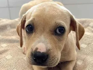 Cachorro raça SRD-ViraLata idade Abaixo de 2 meses nome SRD