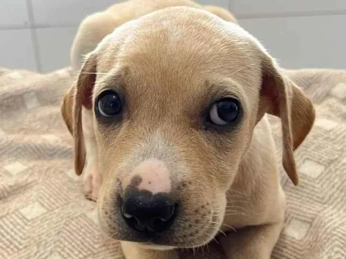 Cachorro ra a SRD-ViraLata idade Abaixo de 2 meses nome SRD