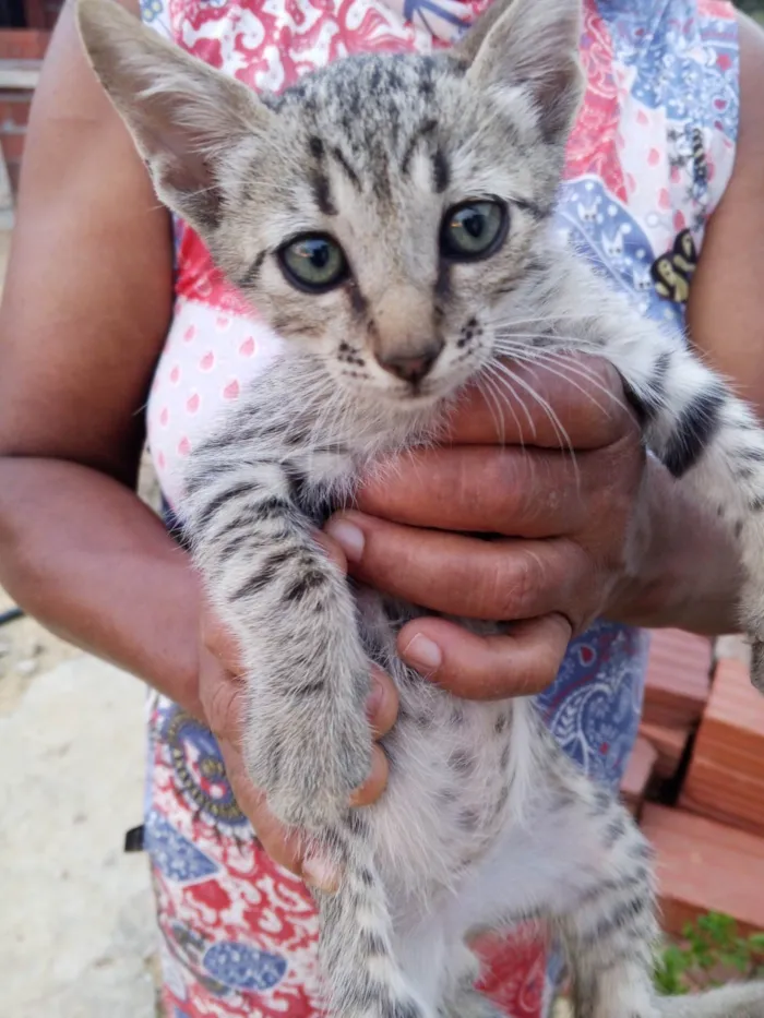 Gato ra a SRD-ViraLata idade Abaixo de 2 meses nome Não possui nome  (1)