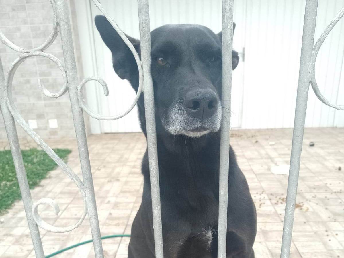 Cachorro ra a SRD-ViraLata idade 2 anos nome PETI