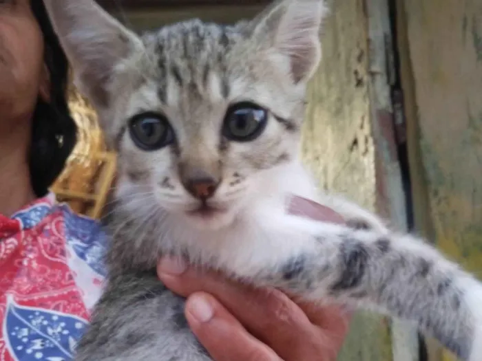 Gato ra a SRD-ViraLata idade Abaixo de 2 meses nome Não possui nome 