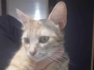 Gato raça SRD-ViraLata idade 7 a 11 meses nome Mel