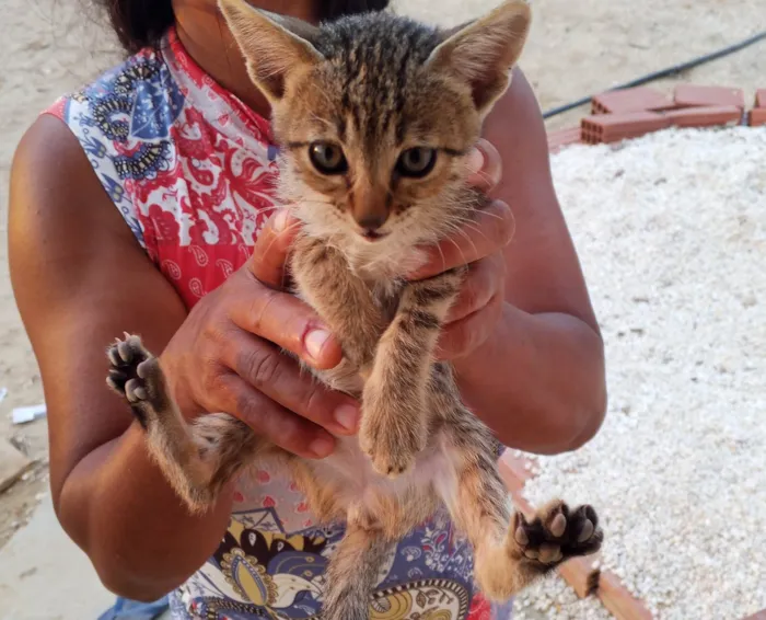 Gato ra a SRD-ViraLata idade Abaixo de 2 meses nome Não possui nome 