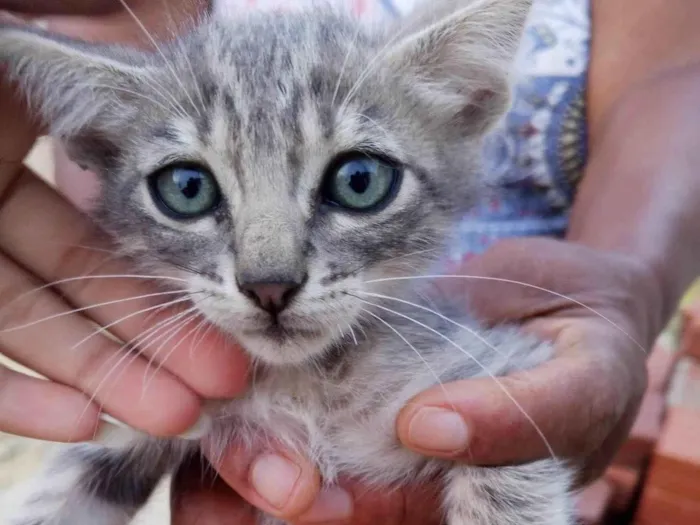 Gato ra a SRD-ViraLata idade Abaixo de 2 meses nome Não possui nome 