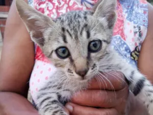 Gato raça SRD-ViraLata idade Abaixo de 2 meses nome Não possui nome  (1)