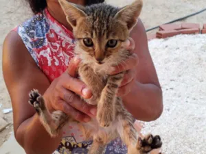Gato raça SRD-ViraLata idade Abaixo de 2 meses nome Não possui nome 