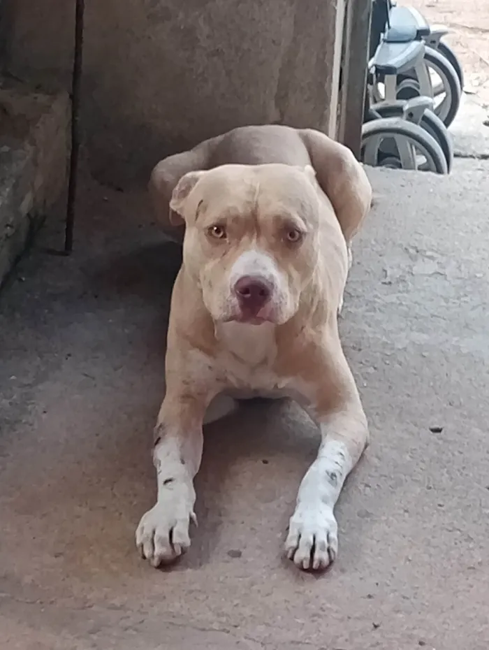 Cachorro ra a Pit-Bull idade 1 ano nome Thor