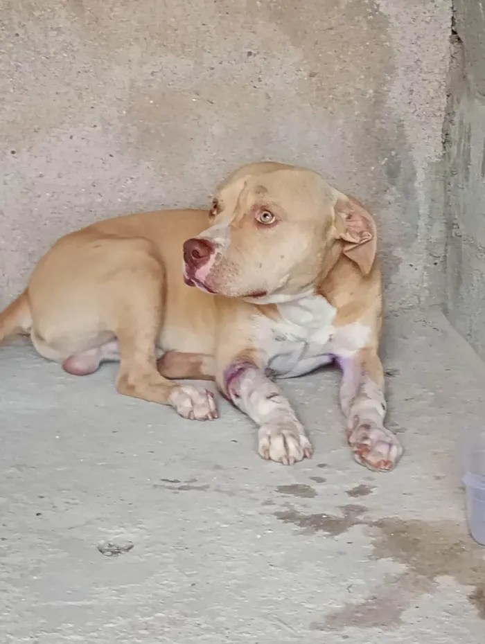 Cachorro ra a Pit-Bull idade 1 ano nome Thor
