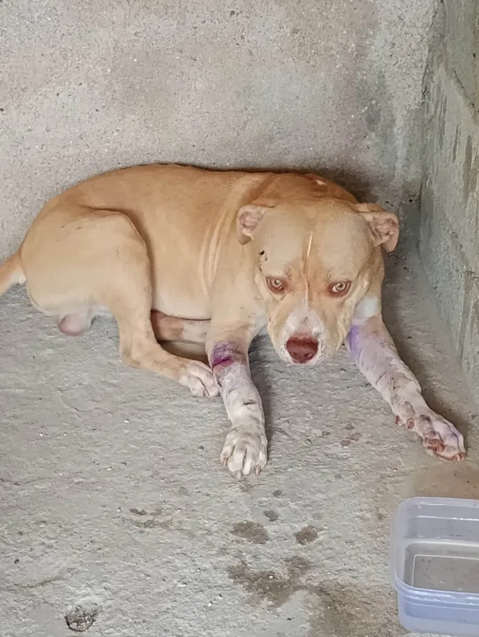 Cachorro ra a Pit-Bull idade 1 ano nome Thor