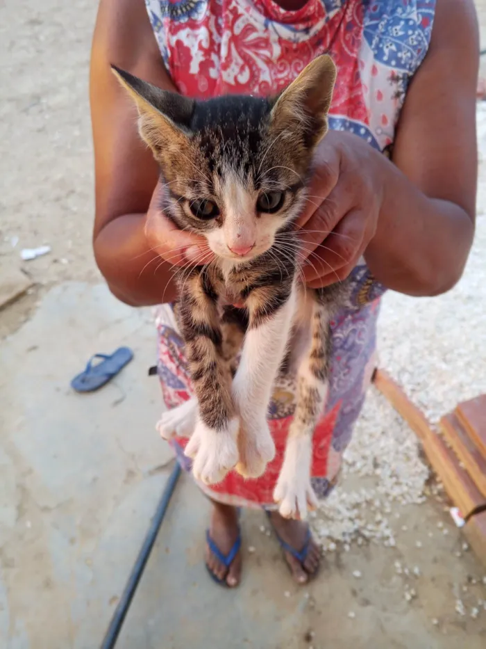 Gato ra a SRD-ViraLata idade Abaixo de 2 meses nome Não tem nome 