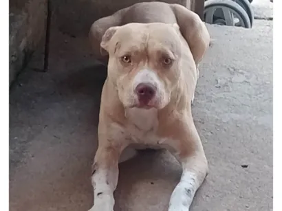 Cachorro raça Pit-Bull idade 1 ano nome Thor