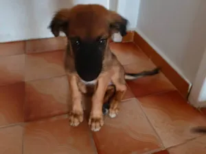 Cachorro raça SRD-ViraLata idade Abaixo de 2 meses nome Pretinha