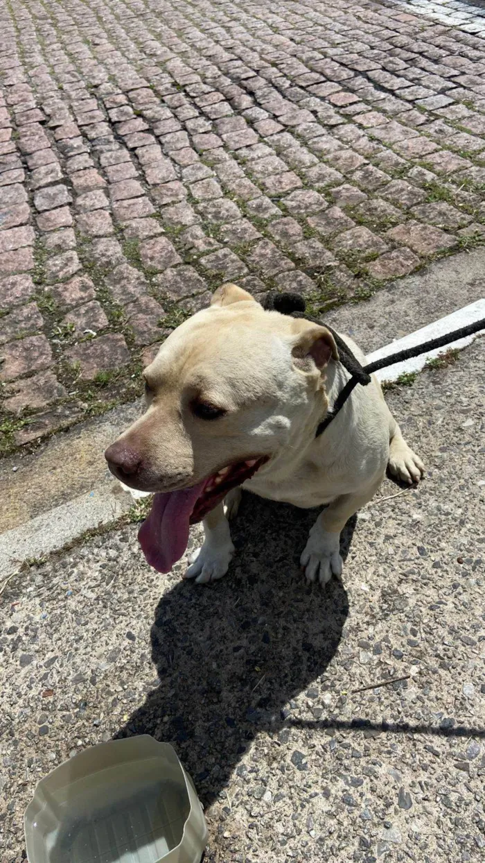 Cachorro raça Pit-Bull idade 2 anos nome Não sei informar