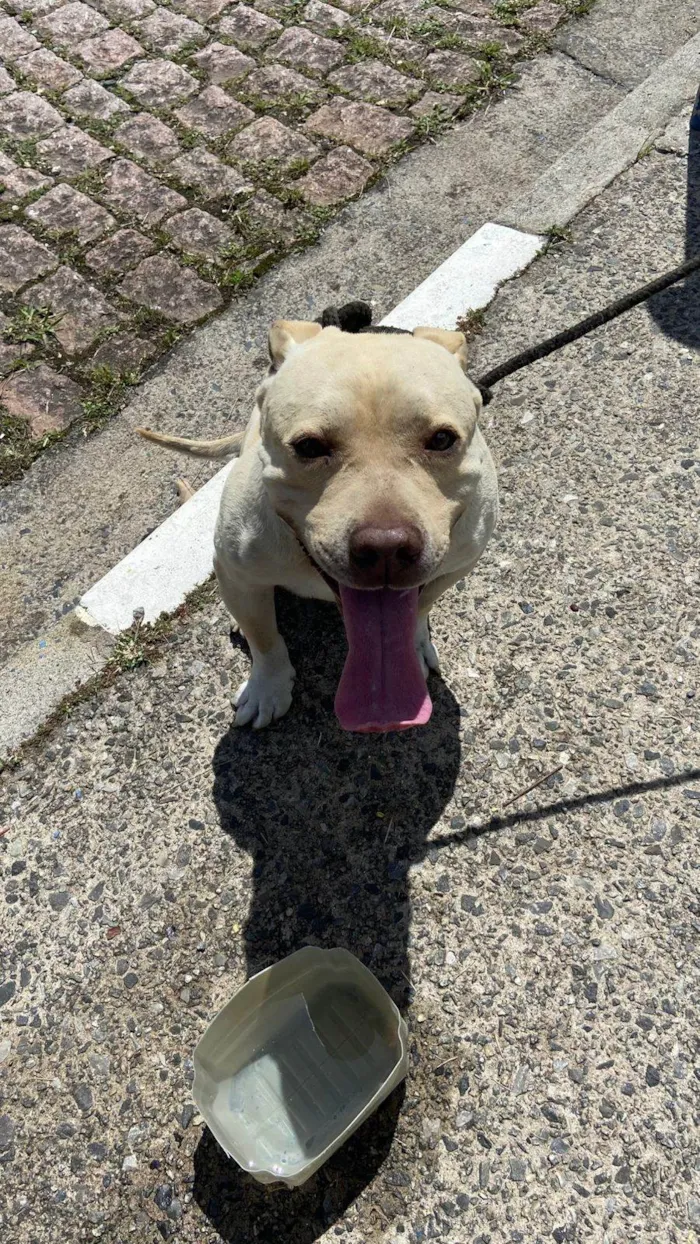 Cachorro raça Pit-Bull idade 2 anos nome Não sei informar