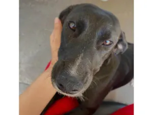 Cachorro ra a SRD-ViraLata idade 1 ano nome Pantera