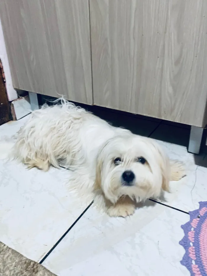 Cachorro ra a Maltês idade 7 a 11 meses nome Pandora