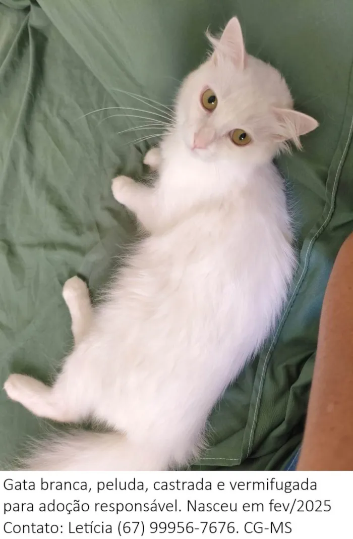 Gato ra a SRD-ViraLata idade 1 ano nome Diana