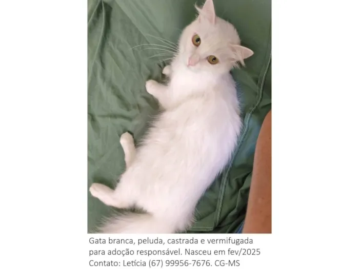 Gato raça SRD-ViraLata idade 1 ano nome Diana