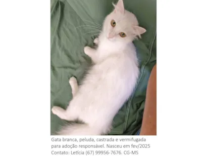 Gato raça SRD-ViraLata idade 1 ano nome Diana