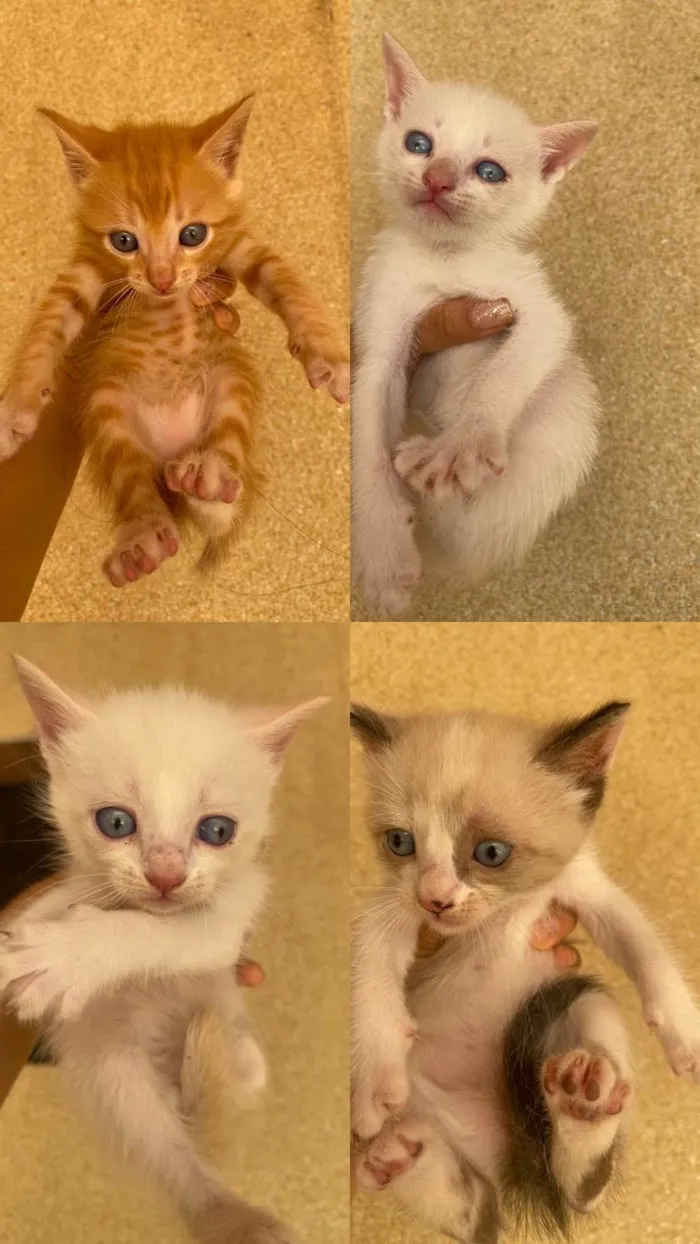 Gato ra a Exótico idade Abaixo de 2 meses nome Filhotes de gato