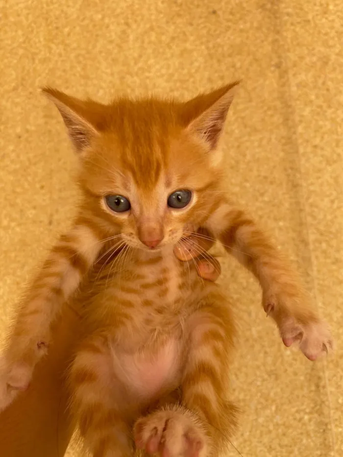 Gato ra a Exótico idade Abaixo de 2 meses nome Filhotes de gato