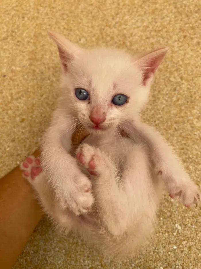Gato ra a Exótico idade Abaixo de 2 meses nome Filhotes de gato