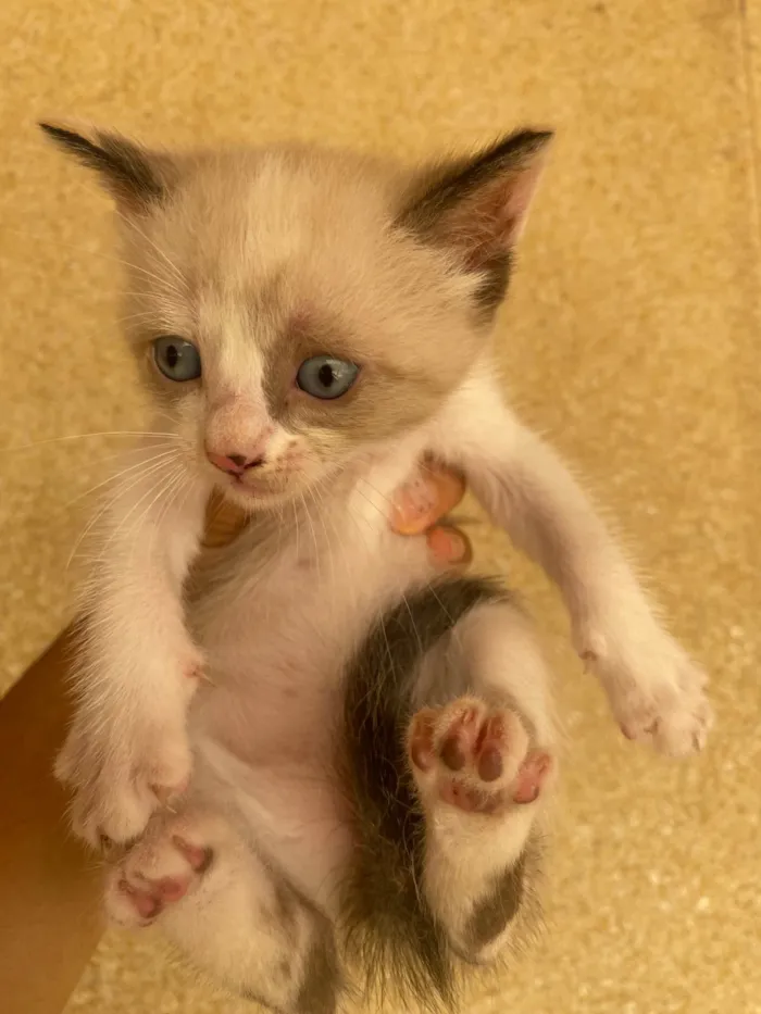 Gato ra a Exótico idade Abaixo de 2 meses nome Filhotes de gato