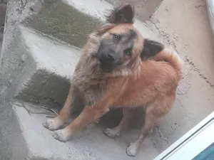 Cachorro raça Chow Chow idade 2 anos nome Thor