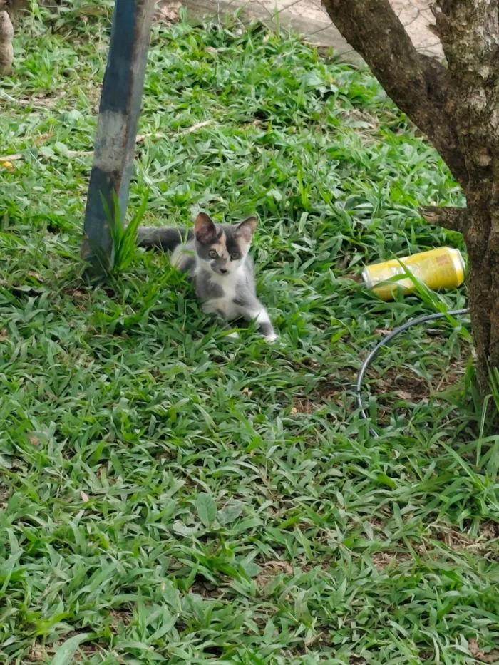 Gato ra a SRD-ViraLata idade 2 a 6 meses nome Estrelinha 