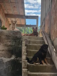 Cachorro ra a Chow Chow idade 2 anos nome Bruce