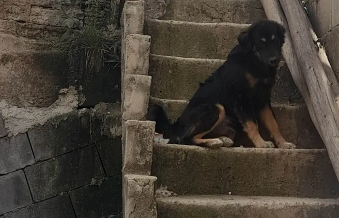 Cachorro ra a Chow Chow idade 2 anos nome Bruce