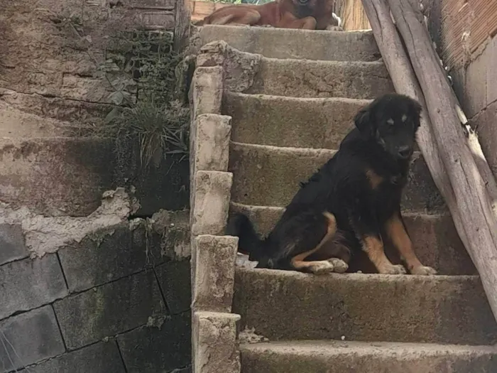 Cachorro ra a Chow Chow idade 2 anos nome Bruce