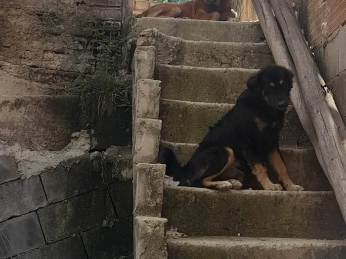 Cachorro ra a Chow Chow idade 2 anos nome Bruce