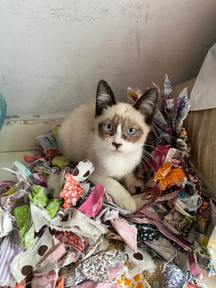 Gato ra a SRD-ViraLata idade 2 a 6 meses nome Sem nome 