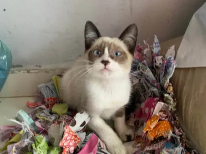 Gato raça SRD-ViraLata idade 2 a 6 meses nome Sem nome 