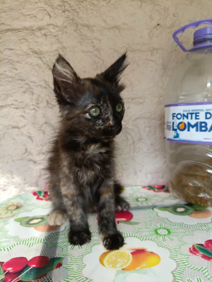 Gato ra a SRD-ViraLata idade 2 a 6 meses nome Sem nome