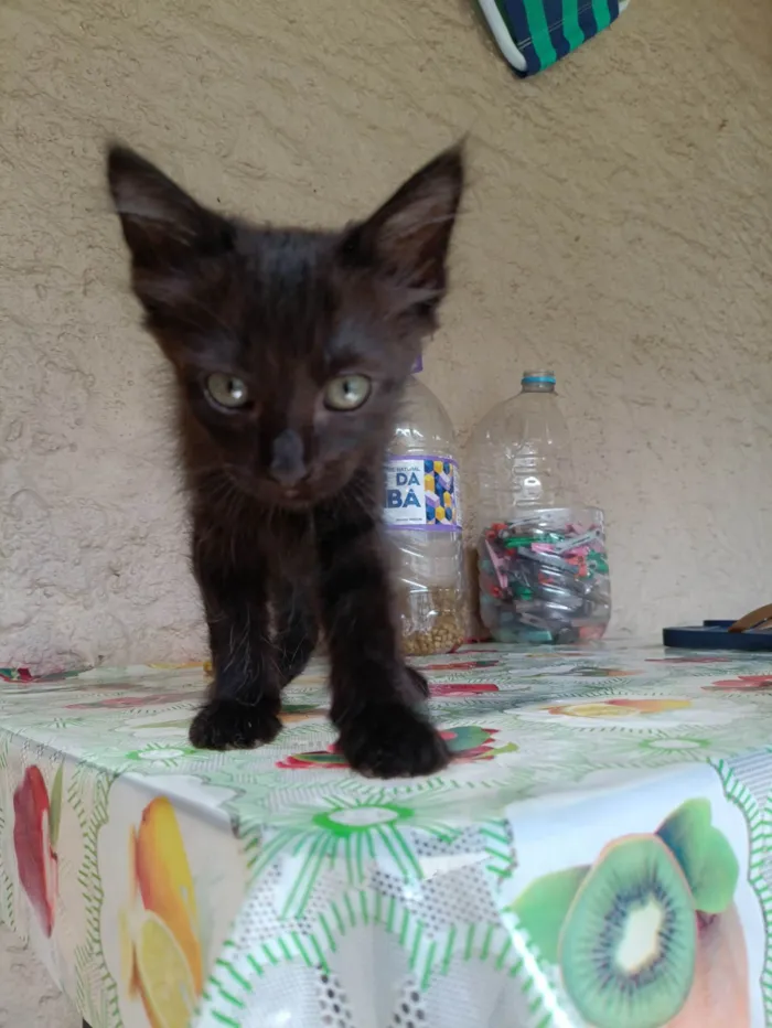 Gato ra a SRD-ViraLata idade 2 a 6 meses nome Sem nome