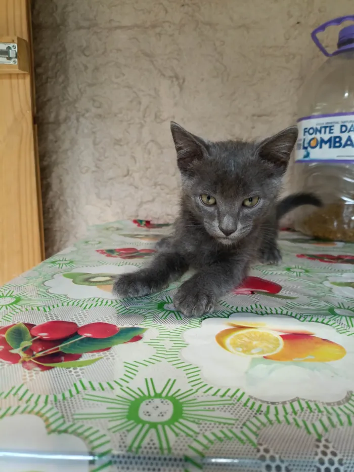 Gato ra a SRD-ViraLata idade 2 a 6 meses nome Sem nome
