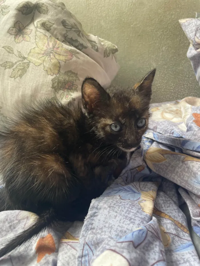 Gato ra a SRD-ViraLata idade 2 a 6 meses nome Yummi