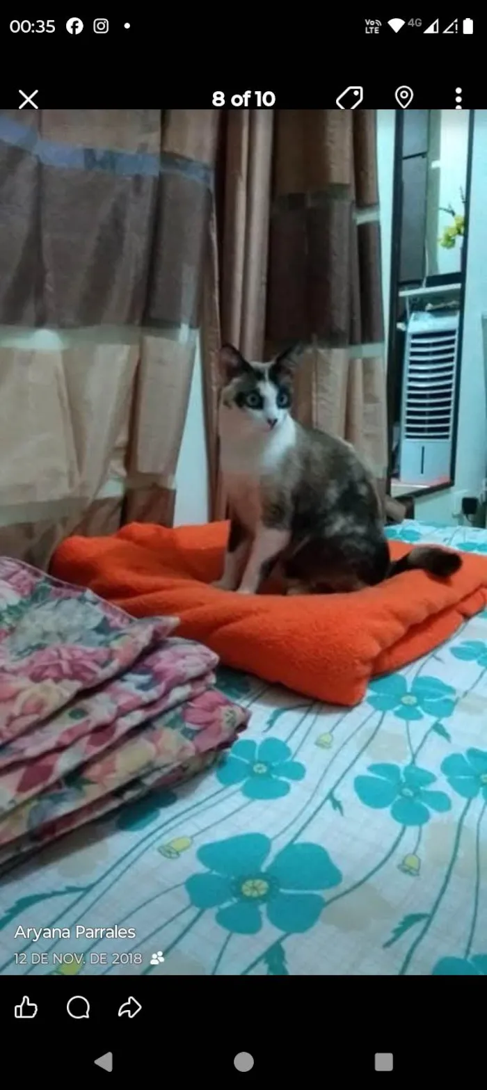 Gato ra a SRD-ViraLata idade 6 ou mais anos nome Yuli