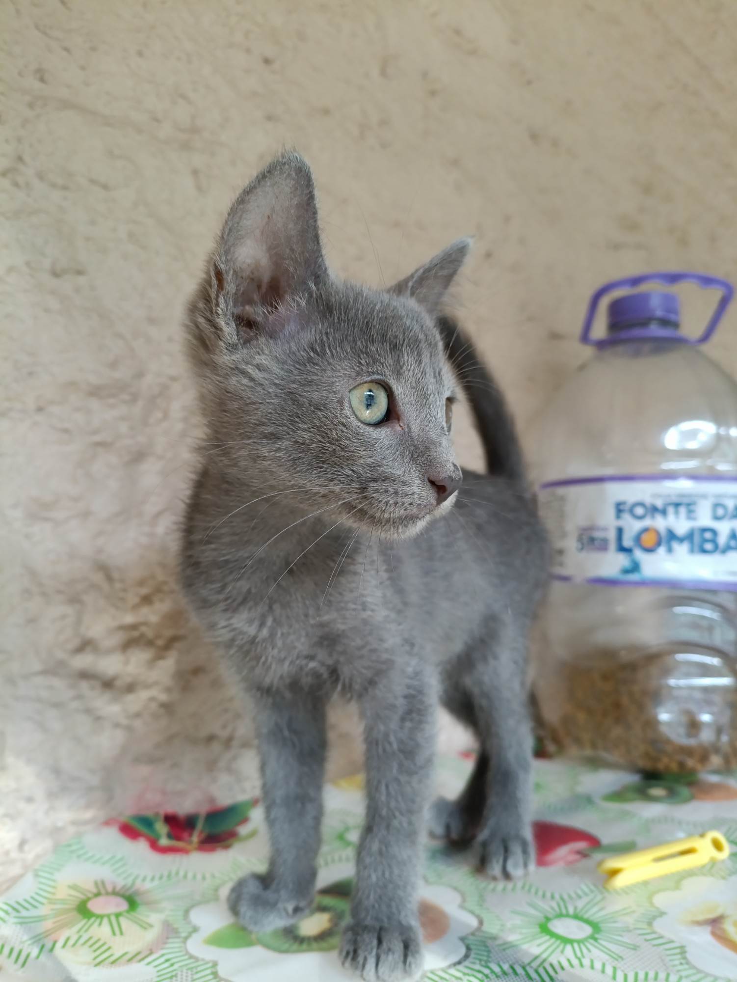 Gato ra a SRD-ViraLata idade 2 a 6 meses nome Sem nome (1)