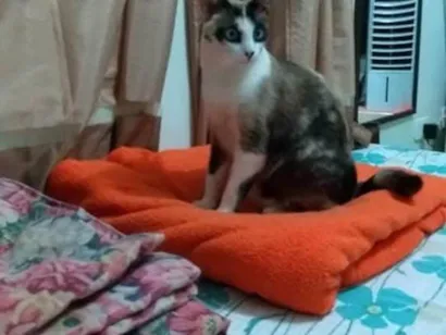 Gato raça SRD-ViraLata idade 6 ou mais anos nome Yuli