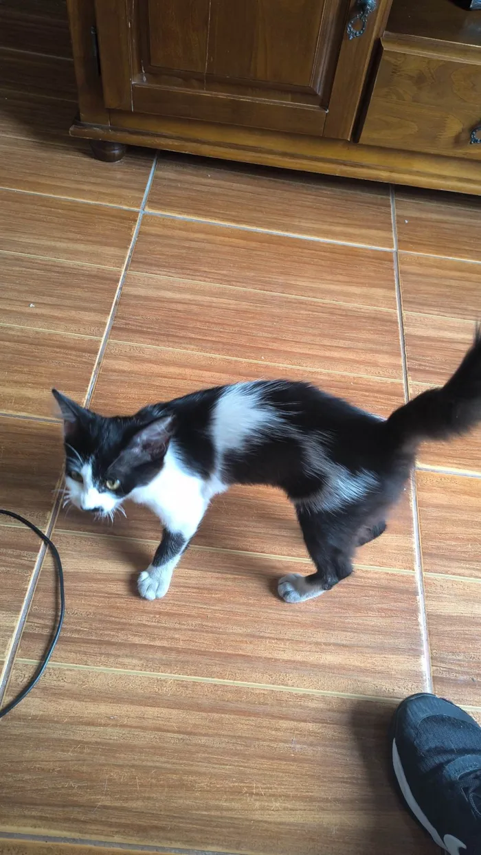 Gato ra a SRD-ViraLata idade 2 a 6 meses nome Ainda não tem nome