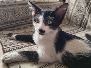 Gato ra a SRD-ViraLata idade 2 a 6 meses nome Ainda não tem nome