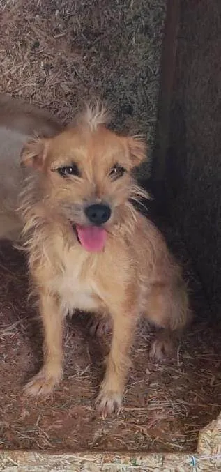 Cachorro ra a SRD-ViraLata idade 4 anos nome Maya 