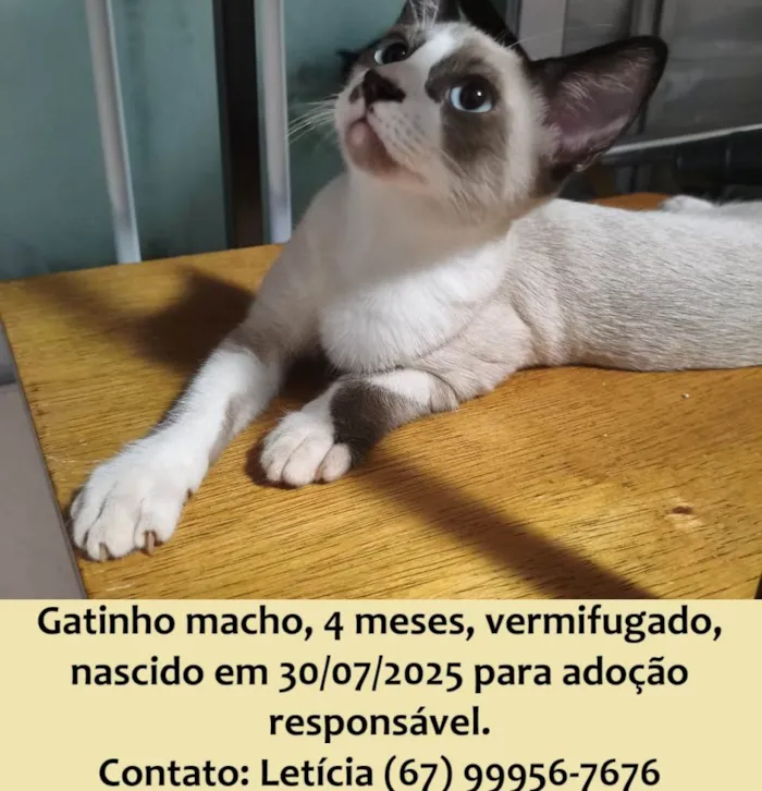 Gato ra a SRD-ViraLata idade 2 a 6 meses nome Dudu