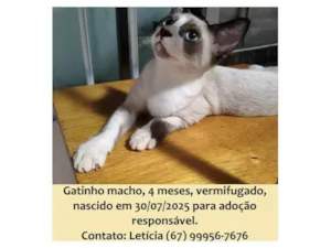 Gato raça SRD-ViraLata idade 2 a 6 meses nome Dudu