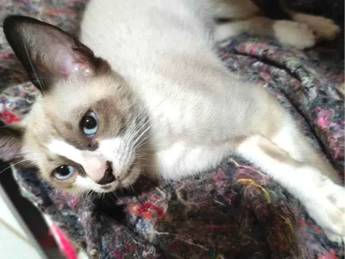 Gato ra a SRD-ViraLata idade 2 a 6 meses nome Dudu