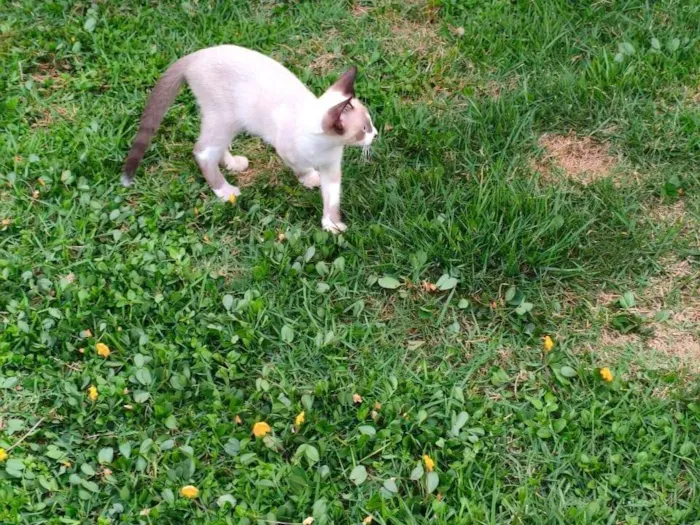 Gato ra a SRD-ViraLata idade 2 a 6 meses nome Dudu